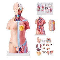 Anatomski model (4)