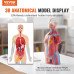 Anatomski model (4)