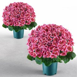 Umjetne pelargonije u posudi za ulaz, terasu i balkon, 2 komada, visina 50,8 cm, tamnoružičaste Umjetne pelargonije u posudi za ulaz, terasu i balkon, 2 komada, visina 50,8 cm, tamnoružičaste