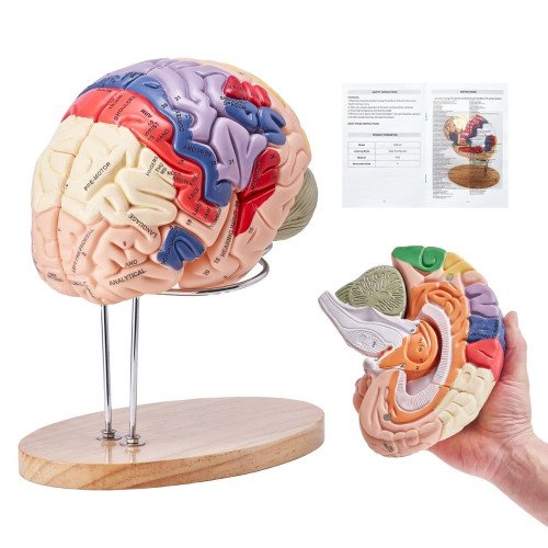 Anatomski model (2) Anatomski model (2)