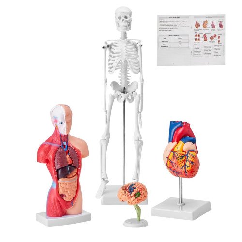 Anatomski model, 4 komada u setu
