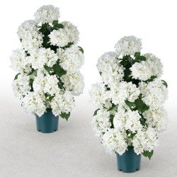 Umjetno cvijeće u loncu, bijele hortenzije, visina 76,2 cm, set od 2 komada, za unutra i van Umjetno cvijeće u loncu, bijele hortenzije, visina 76,2 cm, set od 2 komada, za unutra i van