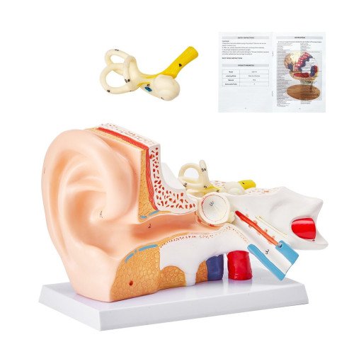 Anatomski model (6)