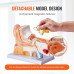 Anatomski model (6)