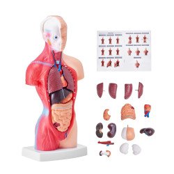 Anatomski model (7)