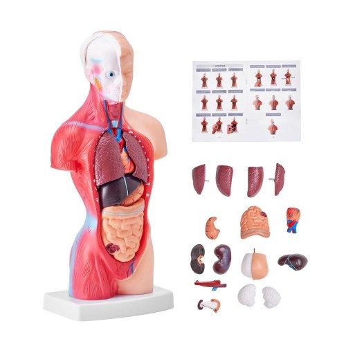 Anatomski model (7)