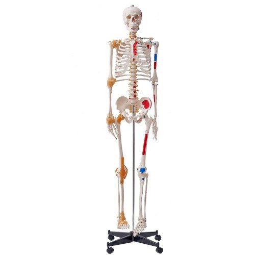 Anatomski model (1) Anatomski model (1)