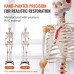 Anatomski model (1) Anatomski model (1)