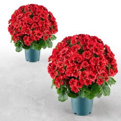 Umjetne pelargonije (muškatle) u loncu za trijem, terasu i ulaz, crvene, visina 508 mm, 2 komada Umjetne pelargonije (muškatle) u loncu za trijem, terasu i ulaz, crvene, visina 508 mm, 2 komada